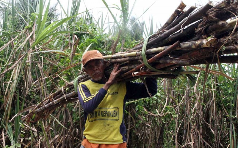 Buruh tebang memanen tebu di kawasan perkebunan Kepanjen, Malang, Jawa Timur, Kamis (22/9/2022). Upah buruh tebang tebu dengan sistem harian tersebut Rp70.000 per hari atau lebih tinggi dibandingkan upah nominal buruh tani yang berdasarkan data Badan Pusat Statistik (BPS) sebesar Rp58.536 per hari pada Agustus 2022. ANTARA FOTO/Ari Bowo Sucipto