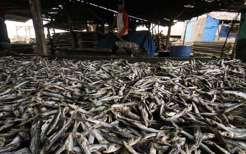 Pekerja menyortir ikan teri kualitas ekspor di sebuah pondok produksi di Desa Pusong Baru, Lhokseumawe, Aceh, Kamis (22/9/2022). Dalam kondisi cuaca normal dan persediaan bahan baku dari nelayan melimpah, para produsen ikan kering di kawasan itu mampu memproduksi 20 ton ikan kering berbagai jenis setiap hari untuk pengiriman ke berbagai daerah yakni Medan dan Padang seharga Rp90 ribu per kilogram serta ekpor ke Malaysia dengan harga Rp140 ribu âRp170 ribu per kilogramnya. ANTARA FOTO/Rahmad