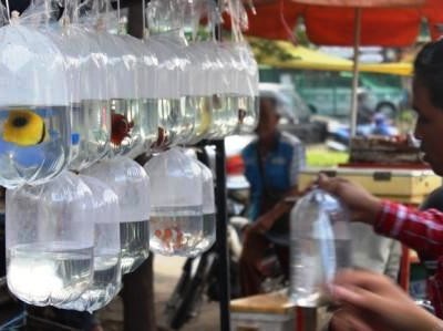 101 Jual Ikan Hias Air Laut Bali HD Terbaik