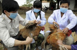 Januari 2014, Sepuluh Provinsi Positif Flu Burung