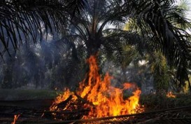 Kebakaran Hutan: Lahan Hangus capai 6.300 Hektare