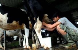 Gapoktan Suplai 4.000 Liter Susu ke Indolakto