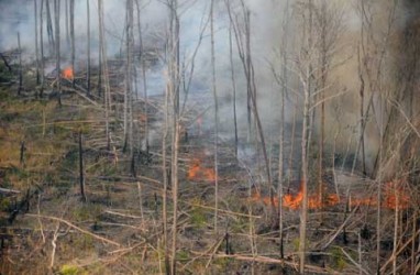 Hampir Seluruh Hutan di Batam Sudah Terbakar