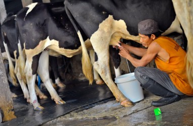 Pasok Susu Impor Terancam Kebijakan Scarcity