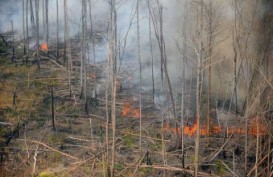 Polisi Tetapkan 85 Tersangka Pembakar Hutan Riau