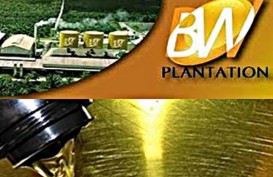 Laba Bersih BW Plantation (BWPT) Merosot 30,67%