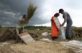 FAO: Pertanian Keluarga Penting untuk Ketahanan Pangan