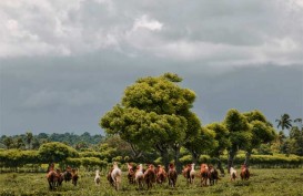 Mau Menikmati Alam Selandia Baru di Indonesia? Sumba lah tempatnya
