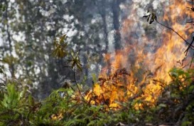 Kemenhut Tangkap 109 Tersangka Pembakar Hutan Riau