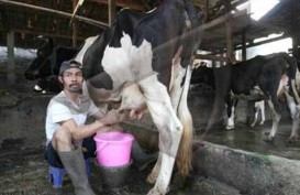 Peternak Sapi Perah Minta Impor Susu Dibatasi