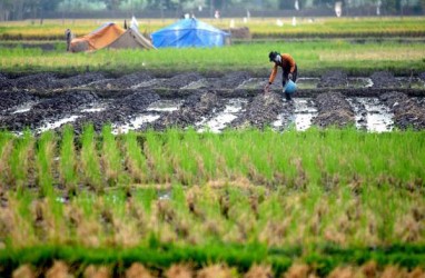 Petani Beralih Tanam Tebu, Pemkab Malang Pangkas Target Produksi Padi