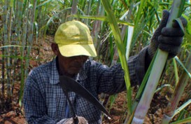 HPP Gula: Petani Tebu Tak Puas Dengan Harga Patokan Baru