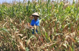 Pelestarian Lahan Pertanian: Distan Sumut Targetkan Pengesahan Ranperda Akhir Tahun Ini