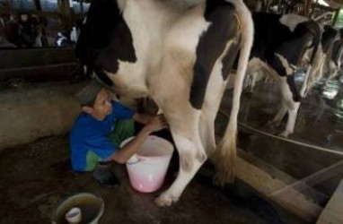 Indonesia Kesulitan Penuhi Kebutuhan Susu Domestik