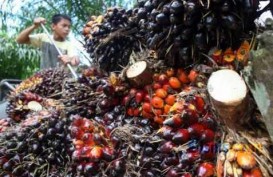 Kelapa Sawit: Harga TBS Riau Kembali Anjlok