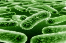 GEDUNG INACC: Indonesia Punya Pusat Mikroba Berstandar Dunia