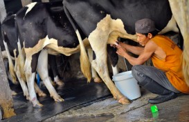 Harga Susu Dunia Merosot, Peternak Lokal Kelimpungan