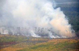 Kebakaran Lahan: 2.000 Hektare Lahan HTI di Sumsel Dilalap Api