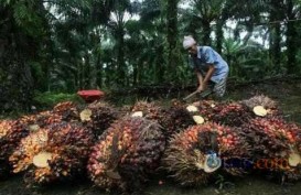 Harga TBS di Riau Kembali Anjlok Karena CPO Yang Belum Stabil