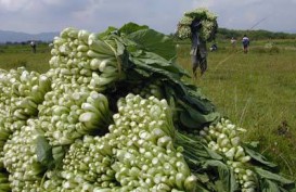 KEMARAU BERKEPANJANGAN: Pasokan Sayur di Malang Per Hari Turun 15 Ton