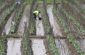 LAHAN PERTANIAN: Kementerian Agraria Kaji Bank Tanah untuk Petani