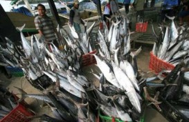 KKP Yakin Moratorium Kapal Tingkatkan Produksi Ikan