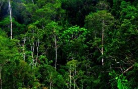 Gubuk Pembalak Liar Hutan Konservasi Dihancurkan Polisi