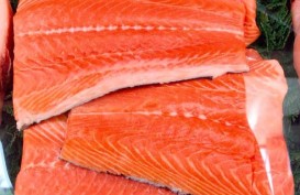Ingin Pacu Penjualan, Pembudi Daya Salmon di Norwegia Harus Jual Fillet