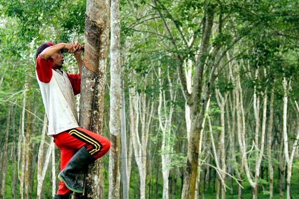 Pekerja menyadap pohon karet di kawasan perkebunan kebun karet Jawi jawi, Kecamatan Bulukumpa, Kabupaten Bulukumba, Sulawesi Selatan, Senin (20/3). - Antara/Abriawan Abhe