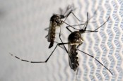 8 Orang Terinfeksi Virus Zika di Singapura
