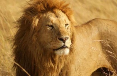 Jalan-jalan dengan Singa, Cowok Kaya Ini Ditangkap Polisi