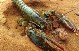 Potensi Kerugian Negara dari Penjualan Bibit Lobster di NTB Capai Rp10 Miliar
