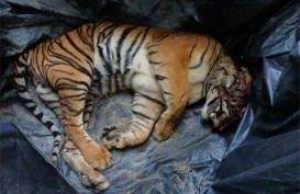 Hari Harimau Sedunia: Menengok Keberadaan Pusat Konservasi Harimau Sumatera di Tambling