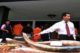 Akhirnya China Larang Perdagangan Gading Gajah