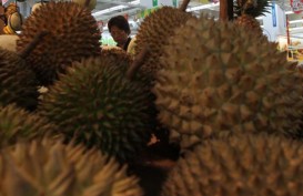 Durian Bali Diklaim Kuasai Pasar Jakarta