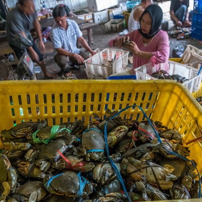 Ekspor Kepiting Bakau Di Jateng Alami Peningkatan