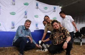 Greenfields Resmikan Peternakan Sapi Perah Terbesar di Indonesia 