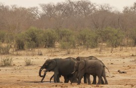 Habitatnya Semakin Menipis, Gajah Sering Masuk Permukiman di Siak