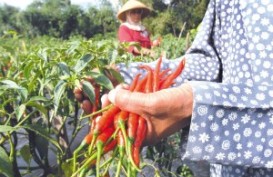 Manajemen Waktu Dongkrak Pendapatan Petani Cabai Banyuwangi