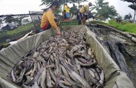 Dukung Germas, BKIPM Yogyakarta Tingkatkan Pengawasan Mutu Hasil Perikanan Domestik
