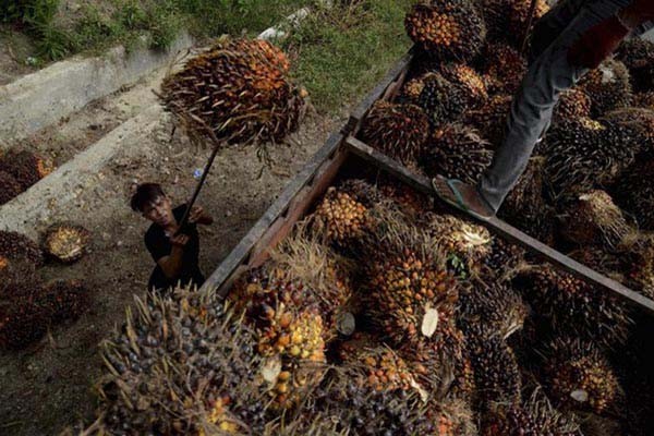 Proses pemuatan buah kelapa sawit di perkebunan di Mamuju, Sulawesi Barat - Antara/Sahrul Manda Tikupadang