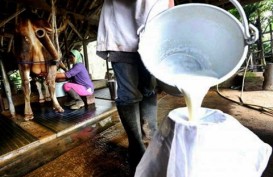 Wapres JK : Impor Susu Bisa Dikurangi Asal Seimbang