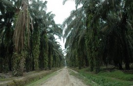 Petani Kelapa Sawit: ISPO Perlu Setara dengan RSPO