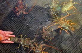 Lima Bulan, 19 Penyelundupan Benih Lobster Digagalkan
