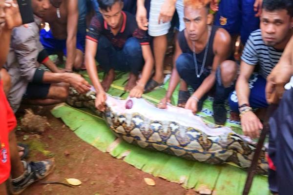 Berikut Pesan Terakhir Wa Tiba Sebelum Dimakan Ular Piton Raksasa Kabar24 Bisnis Com