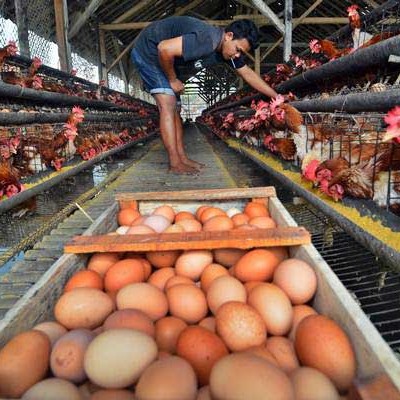 Ini Pemicu Tingginya Harga Telur Ayam Ekonomi Bisnis Com