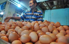 Kelangkaan Pakan Ayam Akibatkan Kenaikan Harga Telur