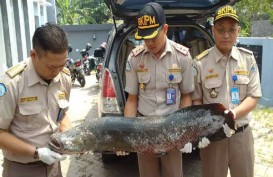 BKIPM Semarang Amankan 36 Ikan Invasif