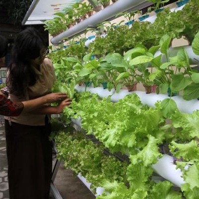 Terbaik Grosir Netpot Rockwool Nutrisi Hidroponik Di Denpasar Bali Distributor Perlengkapan Hidroponik Di Bali