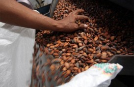 Eksportir Kakao Pantai Gading yang Berizin Tak Sampai 25%